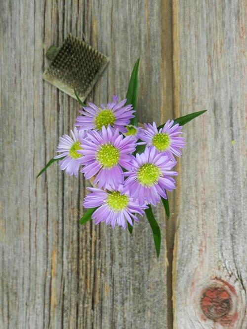 PURPLE ASTER